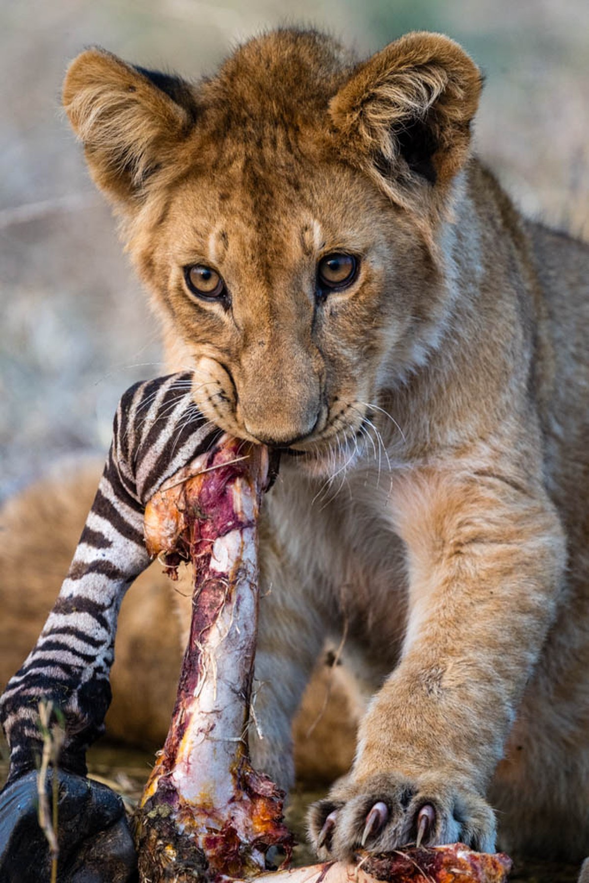 Exploring the Tanzanian wilderness with Dorobo Safaris