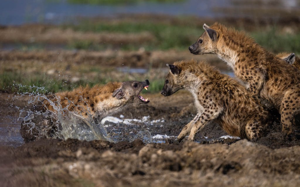 Hyenas in the wild — Tanzania wildlife encounters